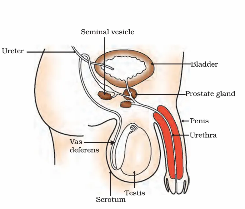 human–male reproductive system